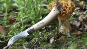 Opinel Mushroom No.08 gombász zsebkés Tölgyfa + bőr tok díszdoboz