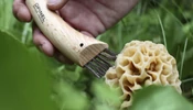 Opinel Mushroom No.08 gombász zsebkés Tölgyfa + bőr tok díszdoboz